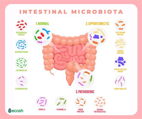 Probiotics build up the intestinal flora